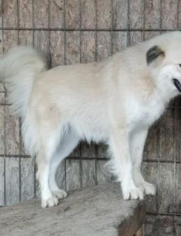 Vanilla sucht ein liebevolles Zuhause - Blankenheim (Nordrhein-Westfalen)