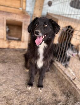 Sherlock, freundlich und lieb - Bonndorf (Schwarzwald)