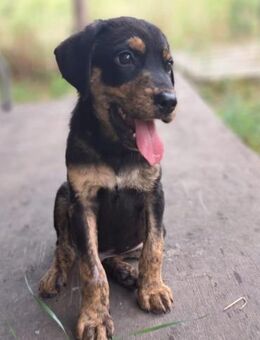Milo - sucht Familie mit ❤️❤️❤️ - Grevenbroich