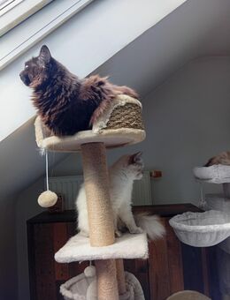 Maincoone Britisch Edelmix Katze - Bochum Langendreer