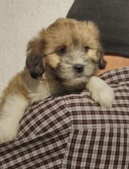 Pipo 23 cm (Nov 25, wächst noch) - Alpenrod