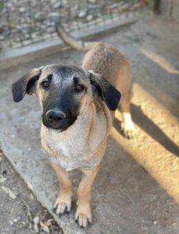 Jungspund Julio - Beckingen