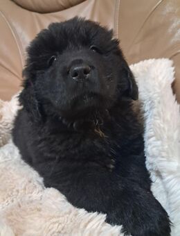 Neufundländer letzter Welpe Weibchen - Bad Frankenhausen (Kyffhäuser)