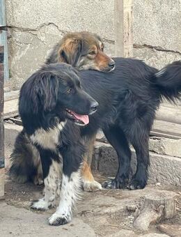 ❤️Neugieriger, lieber Noah❤️ - Eislingen (Fils)