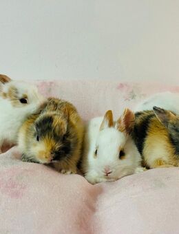 Zwergkaninchen Babys Farbenzwerge - München Hadern