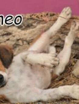 Rhomeo stellt sich vor🎈 - Essingen (Rheinland-Pfalz)