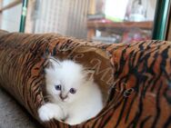 Wunderschöne Heilige Birma Kitten mit Stammbaum suchen ein schönes zu Hause. - Heeßen