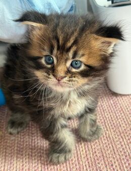 Maine Coon Kitten - Lindenberg (Allgäu)