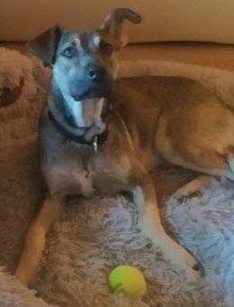 Silvio 💜💜💜 aufgeweckt & neugierig - Bad Karlshafen