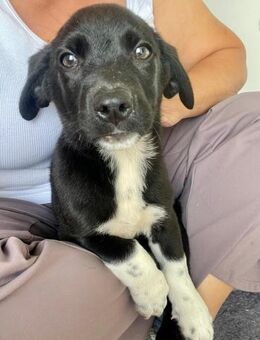 🐾 Fröhlicher Welpe Theo 🐾 - Eislingen (Fils)