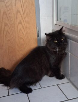 Sibirischer Waldkatze - Kater - Lichtenstein