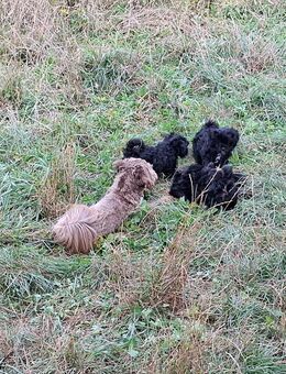 Bolonkawelpen Tommy, Bolle und Nikki - Kleve (Nordrhein-Westfalen)