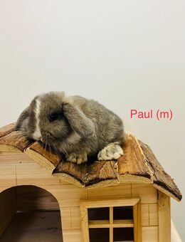 Zwergkaninchen Babys Minilop Zwergwidder - München