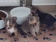 🐾 Langhaar Chihuahua - Welpen 🐾 - Hohe Börde