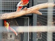 Rosella Sittiche Paar Rubin - Reichelsheim (Wetterau) Zentrum