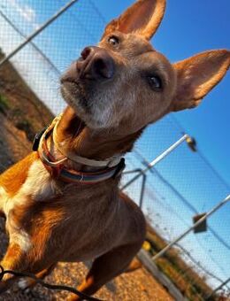 Chico,Podencobub sucht Familie ohne Hund - Ratekau