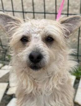 BENJI sucht seine Familie - Sulzfeld (Baden-Württemberg)
