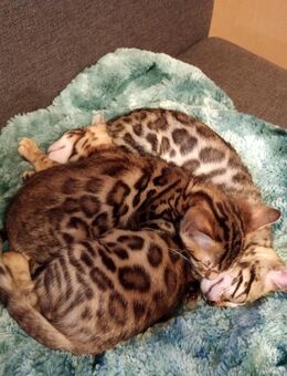 Bengalkitten reinrassig Stammbaum - Kirchberg (Jagst)