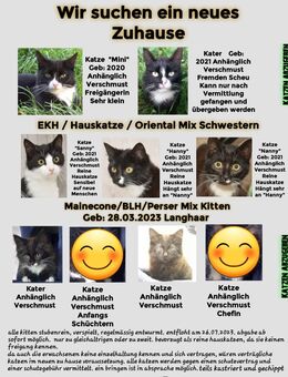 BKH BLH Perser Maincone Oriental Mix 2 Kitten u. 5 Katzen suchen ein neues Zuhause - Moormerland