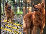 Harzer Fuchs Altdeutscher Hütehund - Gschwend