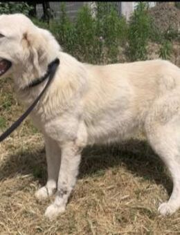 Luna (6) wartet auf ihre Menschen - Mannheim