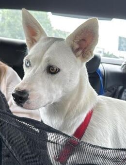 Peggy - Zuhause gesucht - Duisburg