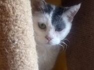 KITTY braucht Zuhause - Gefrees