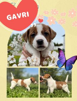 Jack Russell Terrier Welpen, reinrassig - Wedel