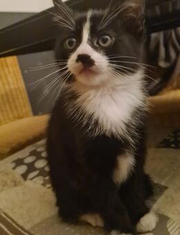 Kitten, Katzenbaby, Hauskatze - Mönchengladbach