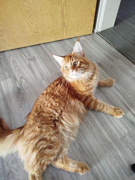 Main coon xxl - Düren