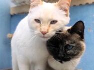 Verschmuste Siam-Mix-Katzen Magic&Lesly - Karlsruhe