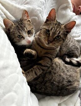 Joey & Olli 💗 warten in 44809 Bochum - Hamburg