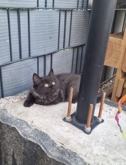 Babykätzchen Türkische Angora/Heilige Birma - Brühl (Nordrhein-Westfalen)