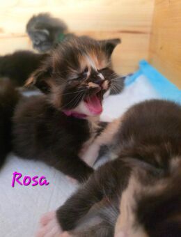 Maine coon Kitten - Pirmasens