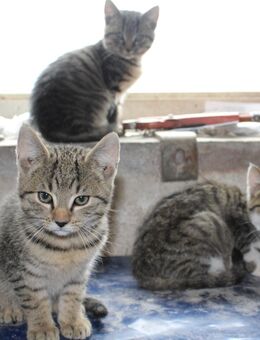 3 Katzenbabys abzugeben - Ergersheim