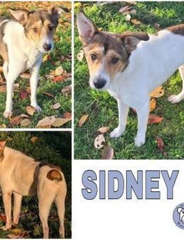 SIDNEY -unkomplizierter,sensibler Schatz - Duisburg