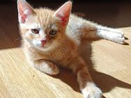 Katzenbabys - Freiburg (Breisgau)