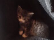 Kitten, Katze, Hauskatze, Kätzchen - Bippen