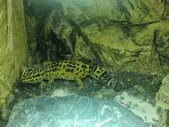 Leopardgecko Weibchen - Jessen (Elster)