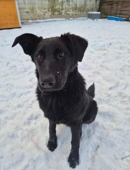 Theo oh Theooo , wer gibt ihm ein warmes Körbchen - Colbitz