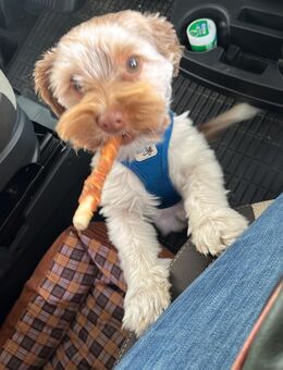 Deckrüde Murphy - Bad Lauterberg (Harz)