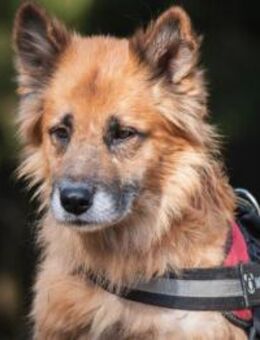 Timosha❤️sucht Pflege- oder Endstelle - Rott (Inn)