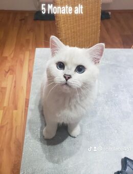 BRITISCH Kurzhaar Kater 6 Monate alt - Recklinghausen