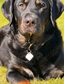 Schweizer/Berner Sennenhund Mischlingswelpen - Jübek