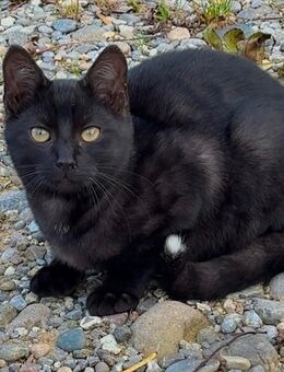 Getigerter Kater sucht Zuhause - Ebenweiler