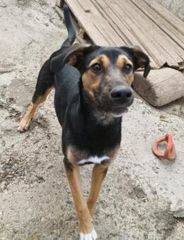 Jenna - sensible Hündin - Lindenberg (Rheinland-Pfalz)