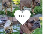 SUSI PP Schönheit bringt Liebe ins Haus - Neustadt (Rübenberge)