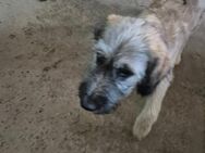 Unsere vier Terriermischlingswelpen Tara, Maggy, Jonny und Willy ca 5 Monate alt und ca 35-45 cm groß - Angern