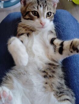 Calvin auf der suche nach Abenteuern - Rambin