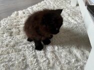 Main Coon Kitten - Cuxhaven